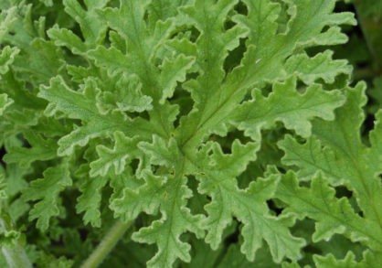 Rose Scented Geranium
