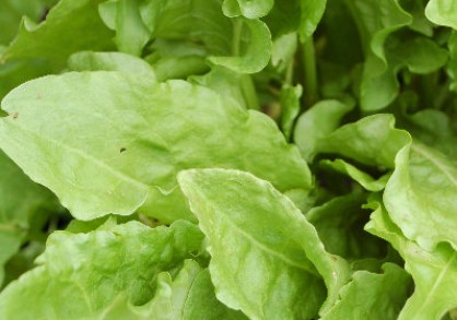 Rumex-acetosa-Blonde-de-Lyon-399x293