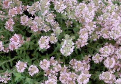 Thymus-TM122-Rose-Petal-418x293