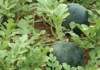 Watermelon