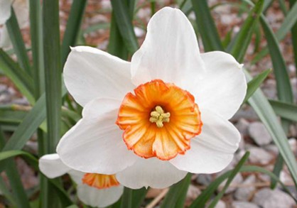 white daffodil with orange center