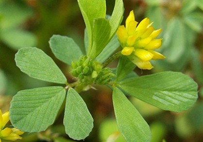 Trifolium dubium