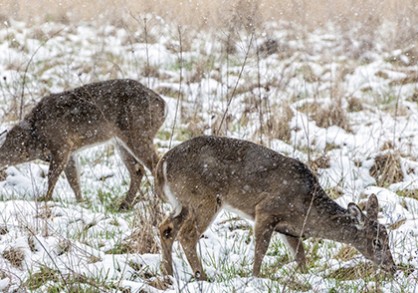 Two deer in a field covered in snow