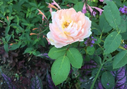light pink rose on stem with green leaves