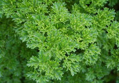 close up of leaf of curled italian parsley