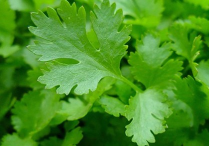 close up of leaf of italian parsley
