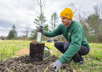 person planting ash tree sapling