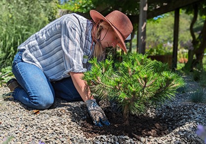 woman planting shrub
