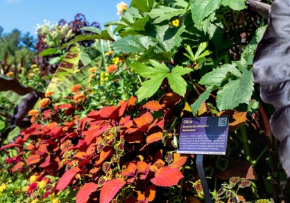 Okra and other plants in a garden bed