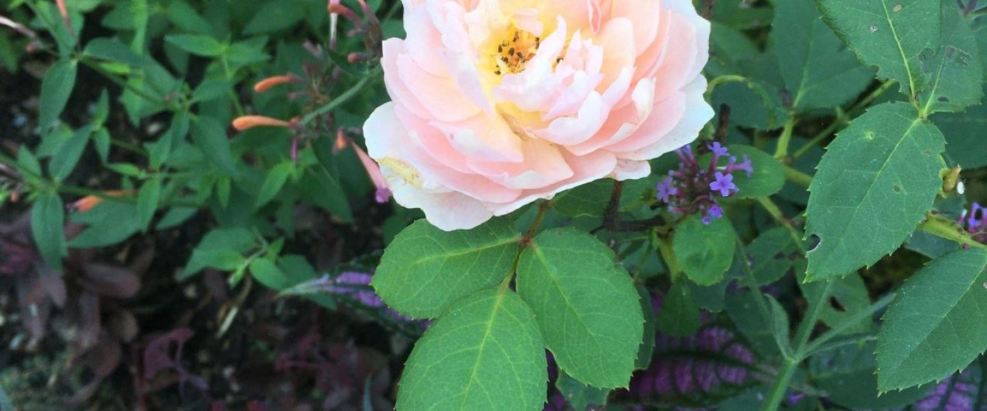 light pink rose on stem with green leaves