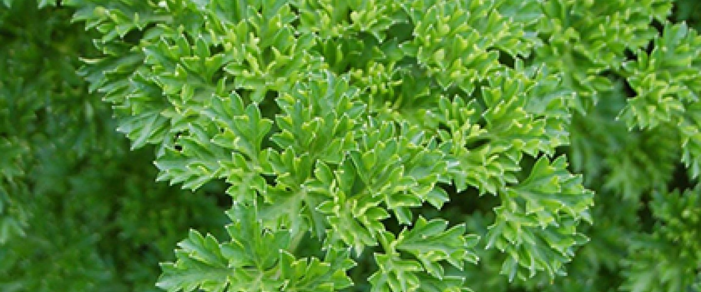 close up of leaf of curled italian parsley