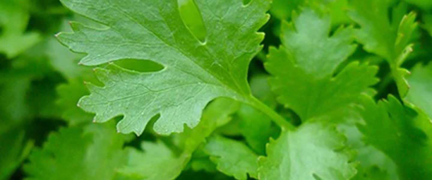 close up of leaf of italian parsley