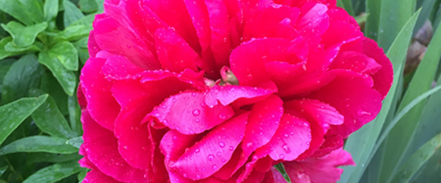 a bright pink flowering plant