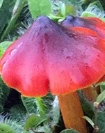 picture of red mushroom