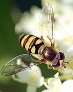 picture of bee
